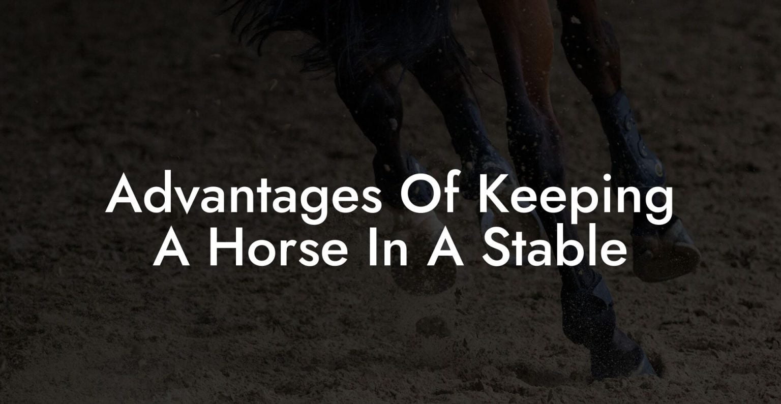 Advantages Of Keeping A Horse In A Stable How To Own a Horse