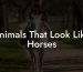 Animals That Look Like Horses