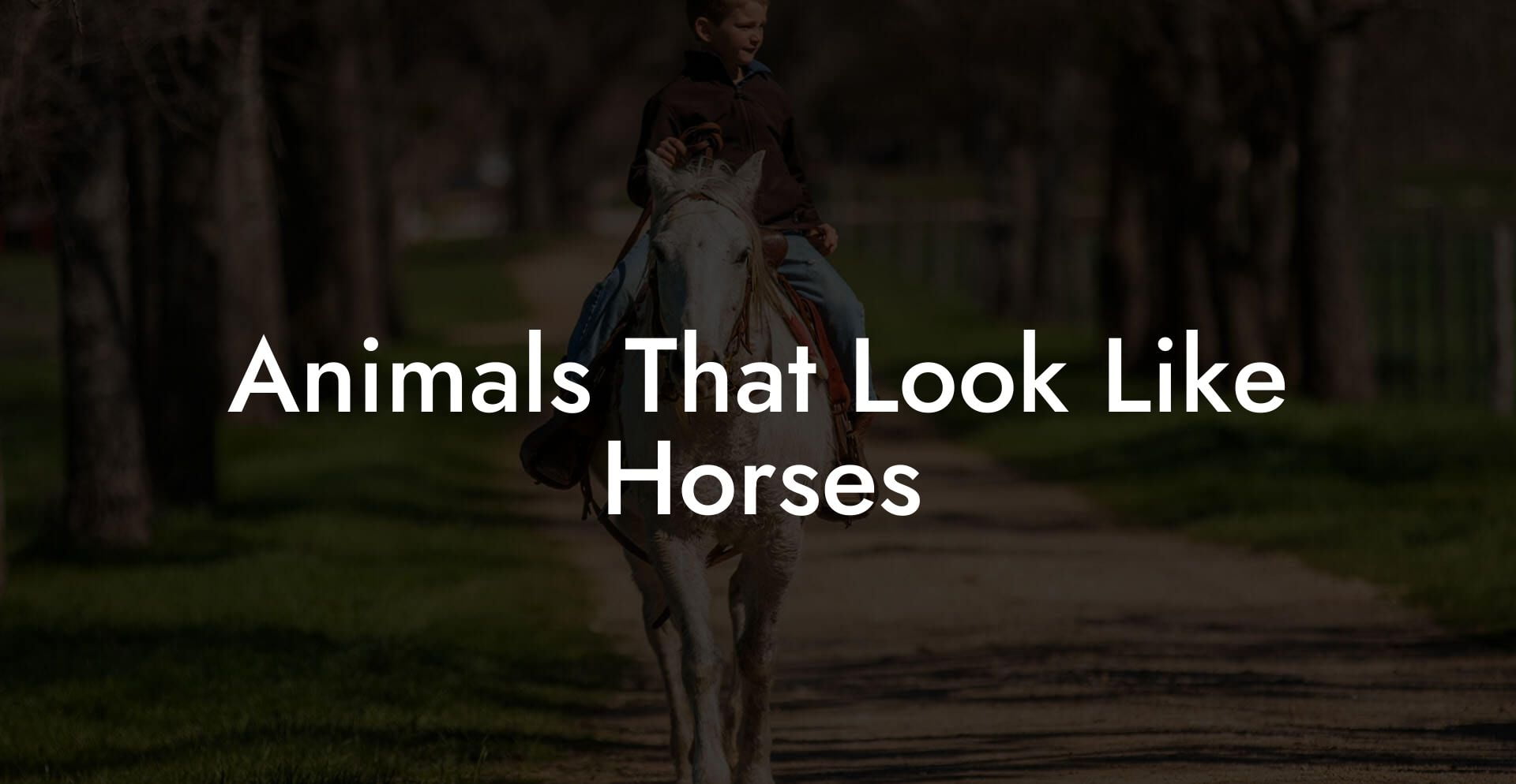 Animals That Look Like Horses