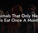 Animals That Only Need To Eat Once A Month