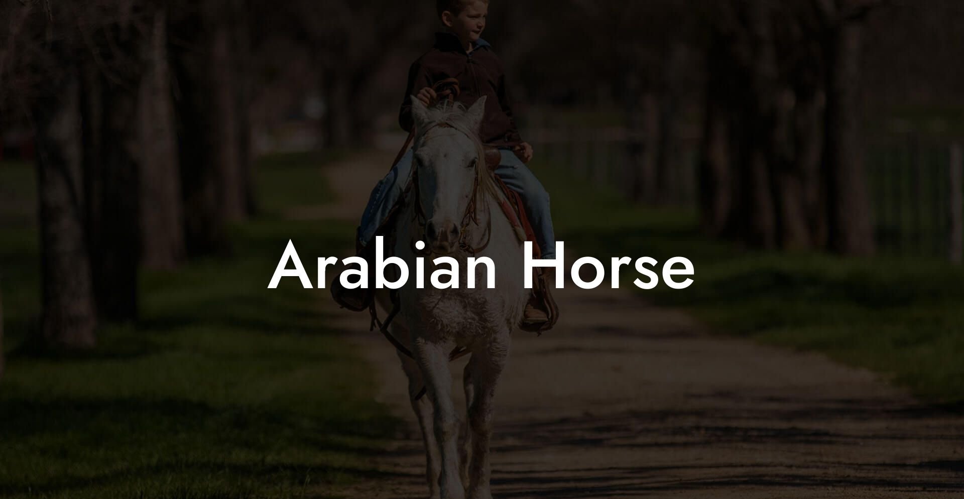 Arabian Horse