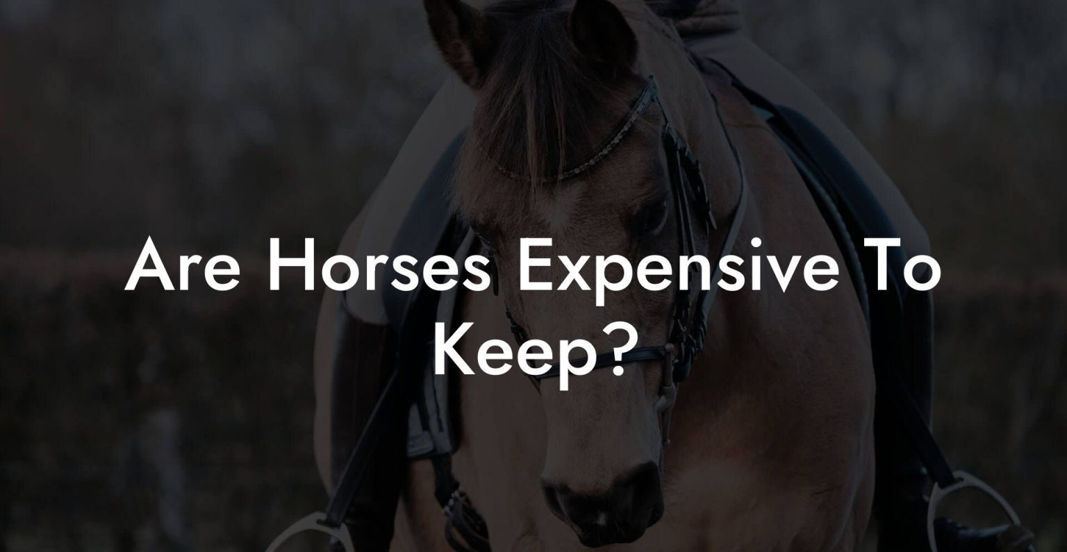 Are Horses Expensive To Keep? How To Own a Horse