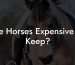 Are Horses Expensive To Keep?