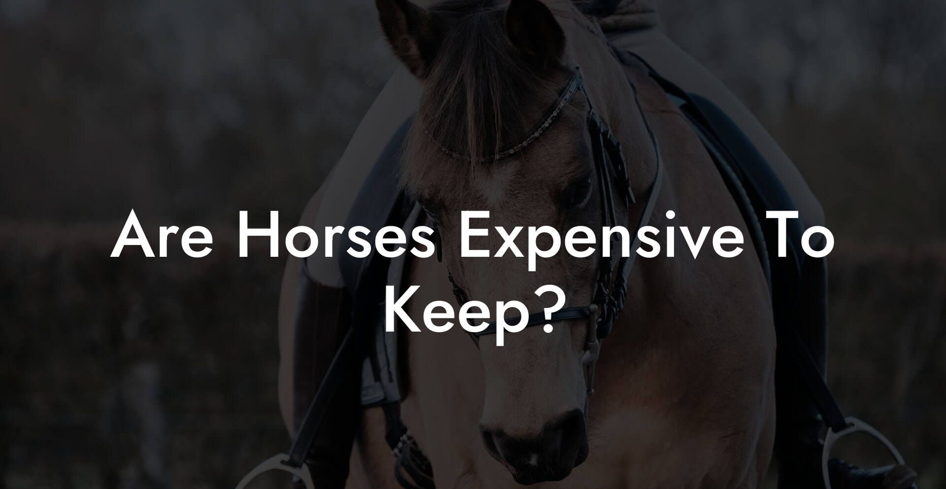 Are Horses Expensive To Keep?
