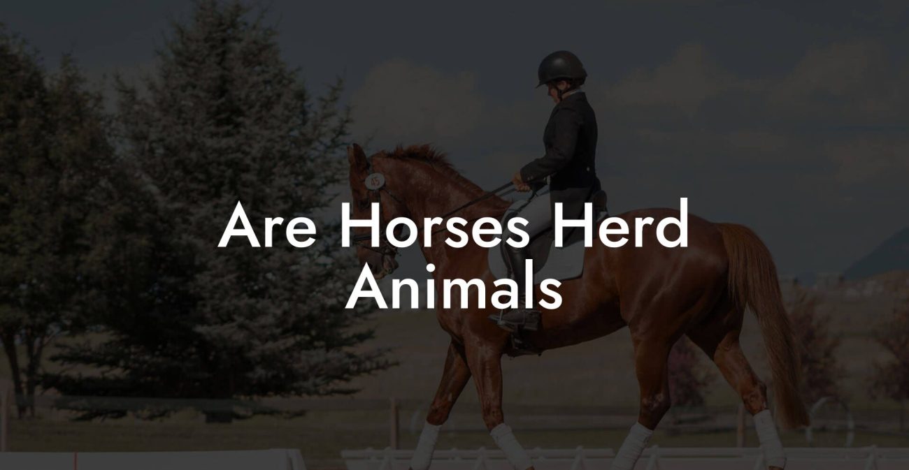 Are Horses Herd Animals