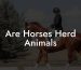 Are Horses Herd Animals