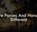 Are Ponies And Horses Different