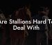 Are Stallions Hard To Deal With
