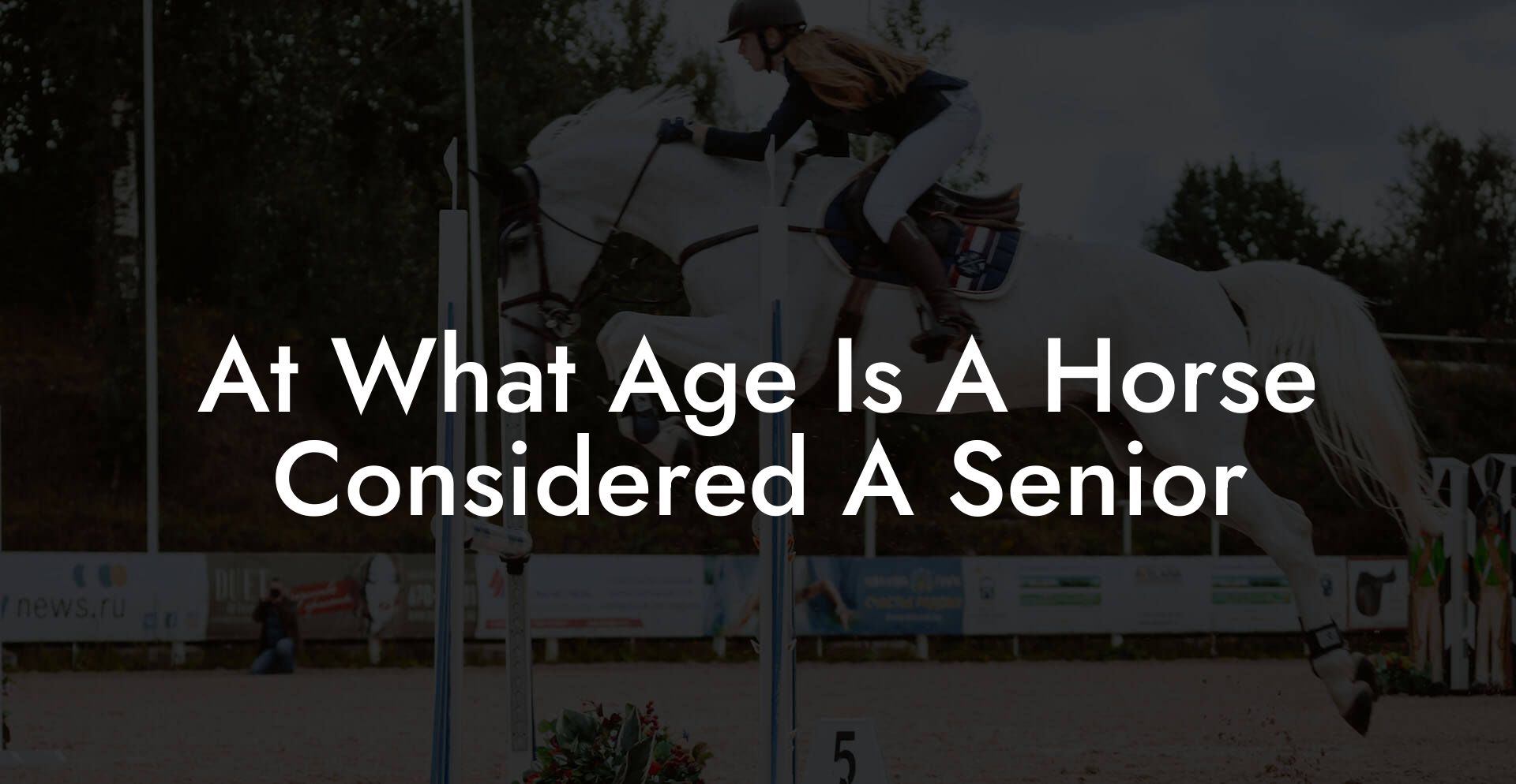 At What Age Is A Horse Considered A Senior