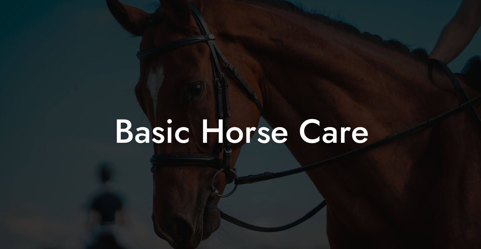 Basic Horse Care