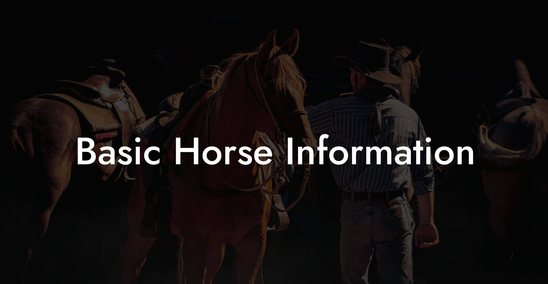 Basic Horse Information