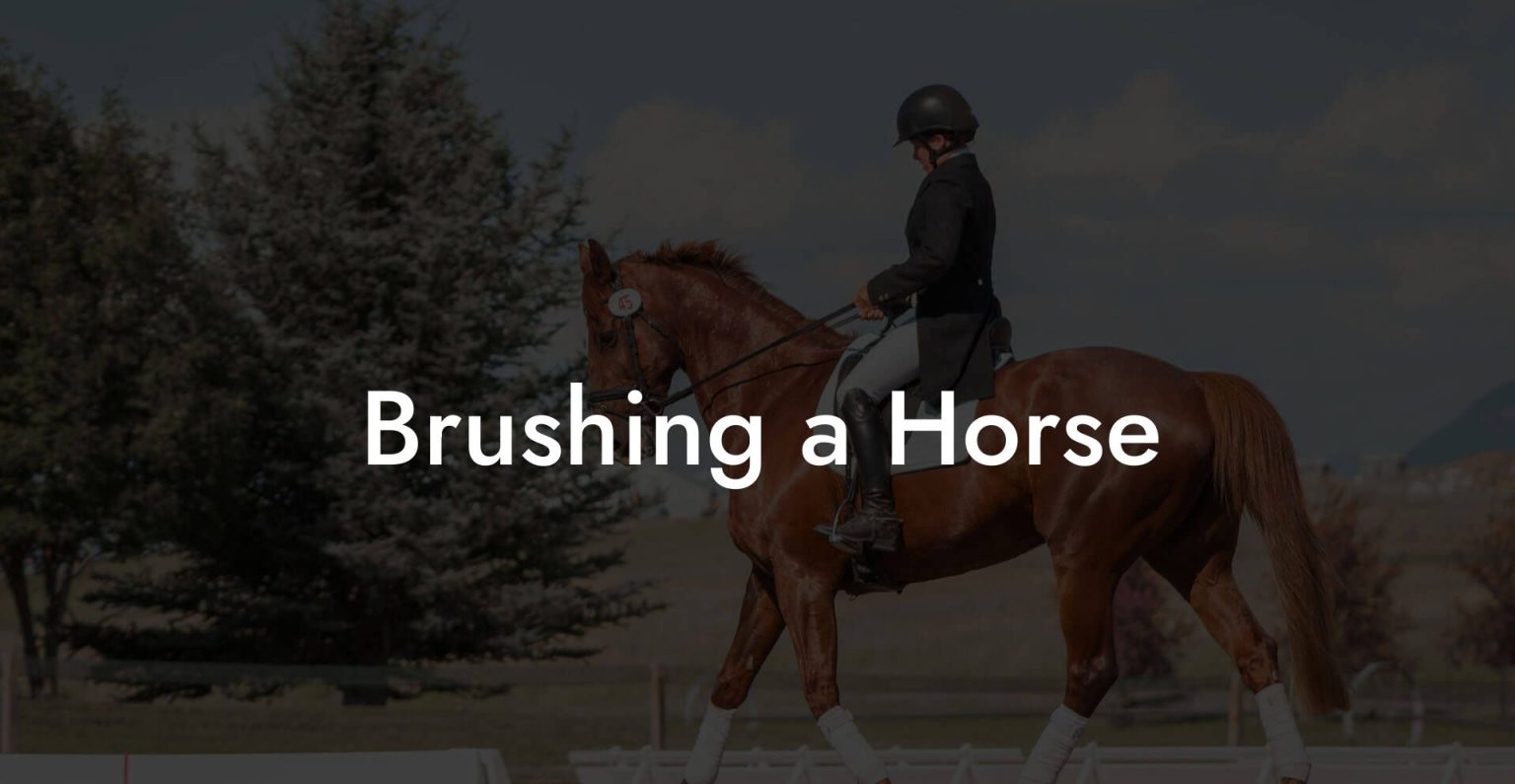 Brushing a Horse How To Own a Horse