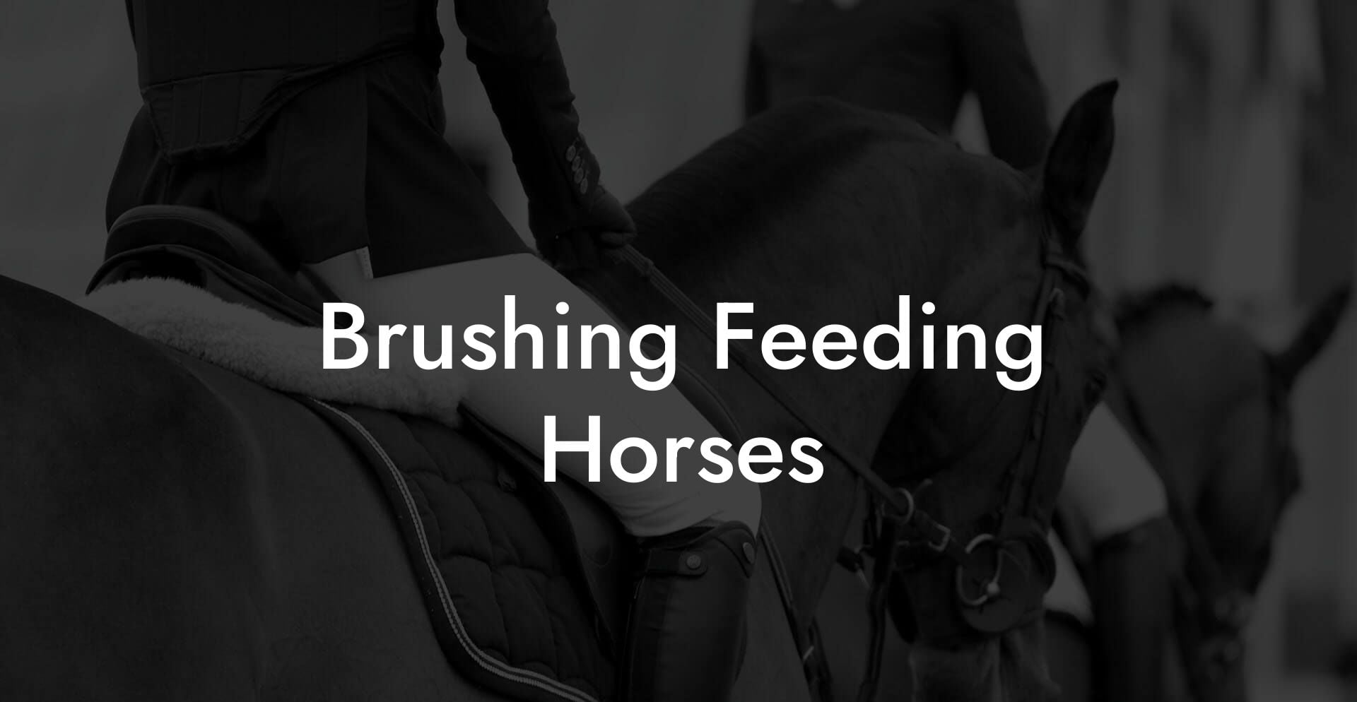 Brushing Feeding Horses