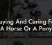 Buying And Caring For A Horse Or A Pony
