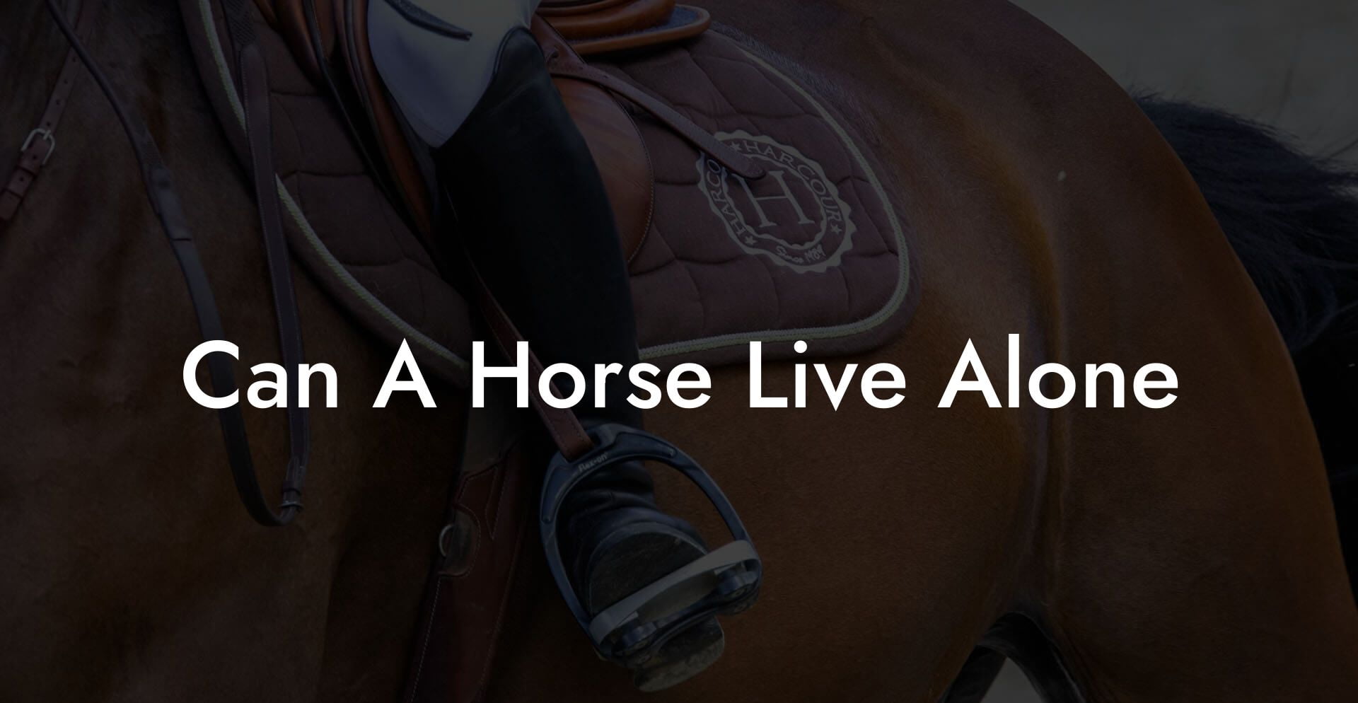 Can A Horse Live Alone