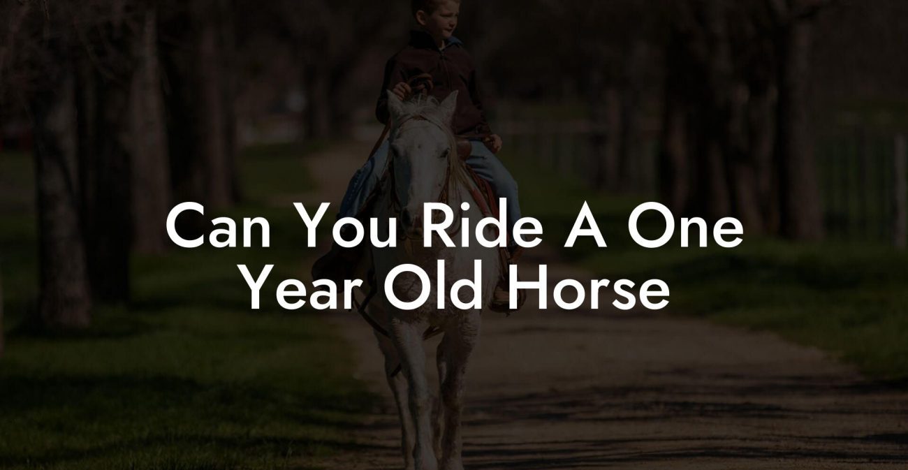 Can You Ride A One Year Old Horse