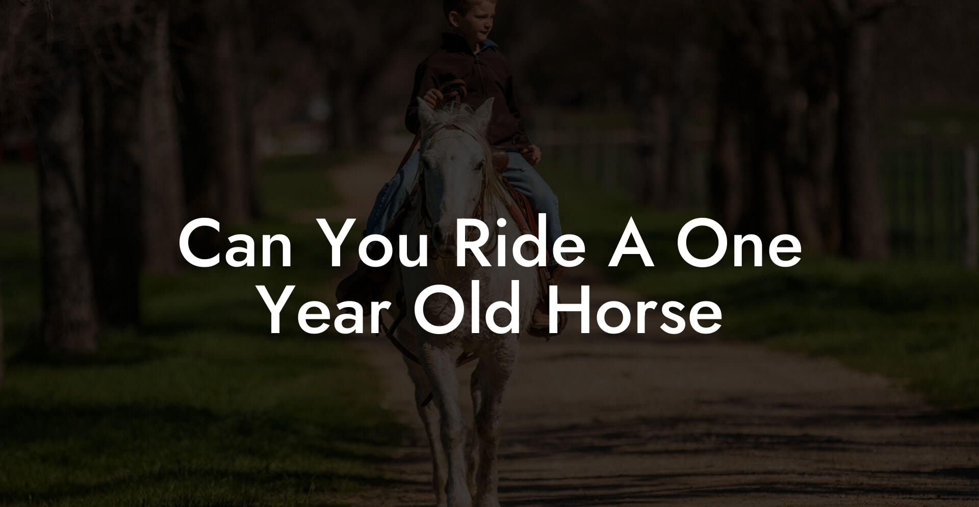 Can You Ride A One Year Old Horse