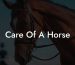 Care Of A Horse