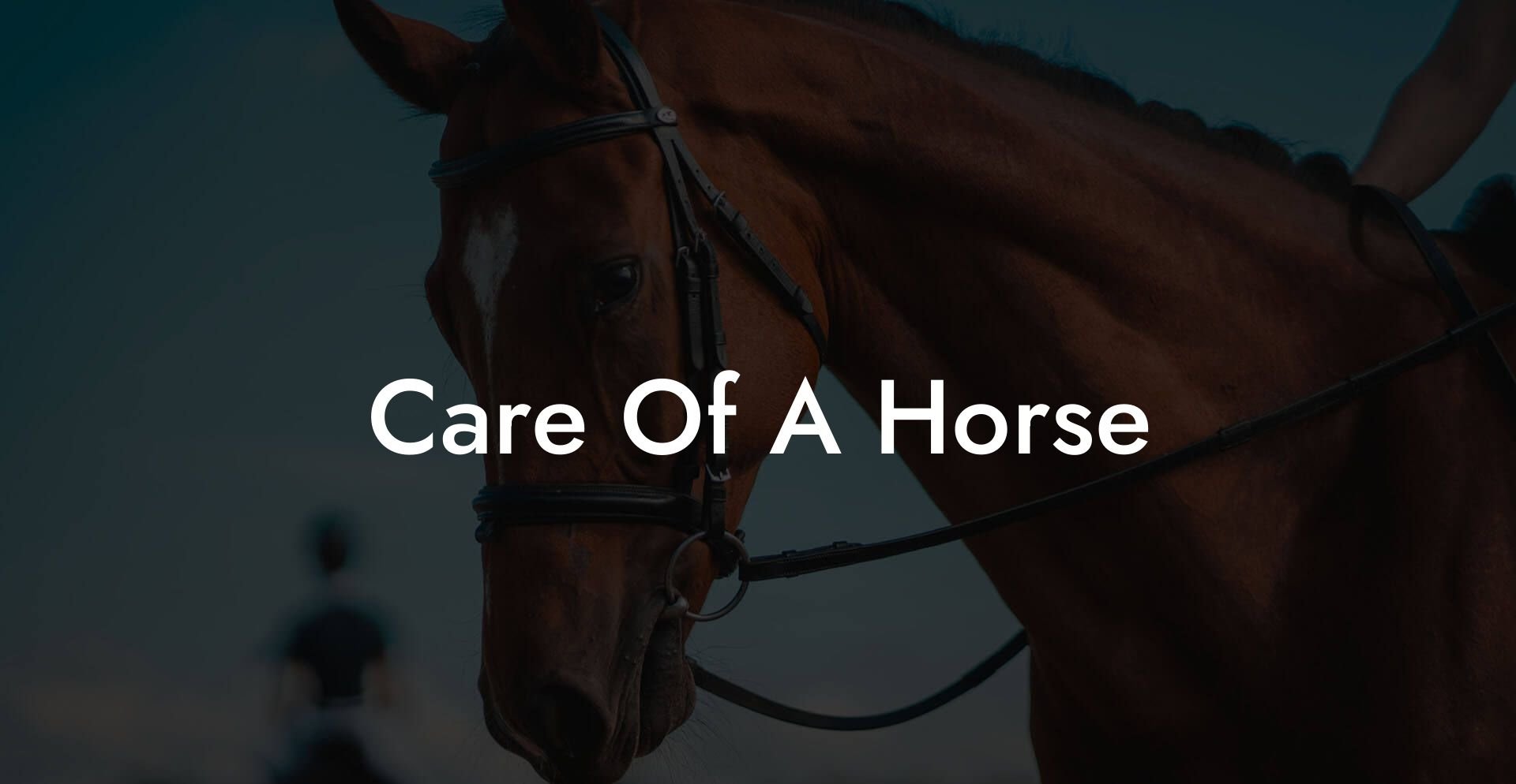 Care Of A Horse