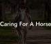 Caring For A Horse