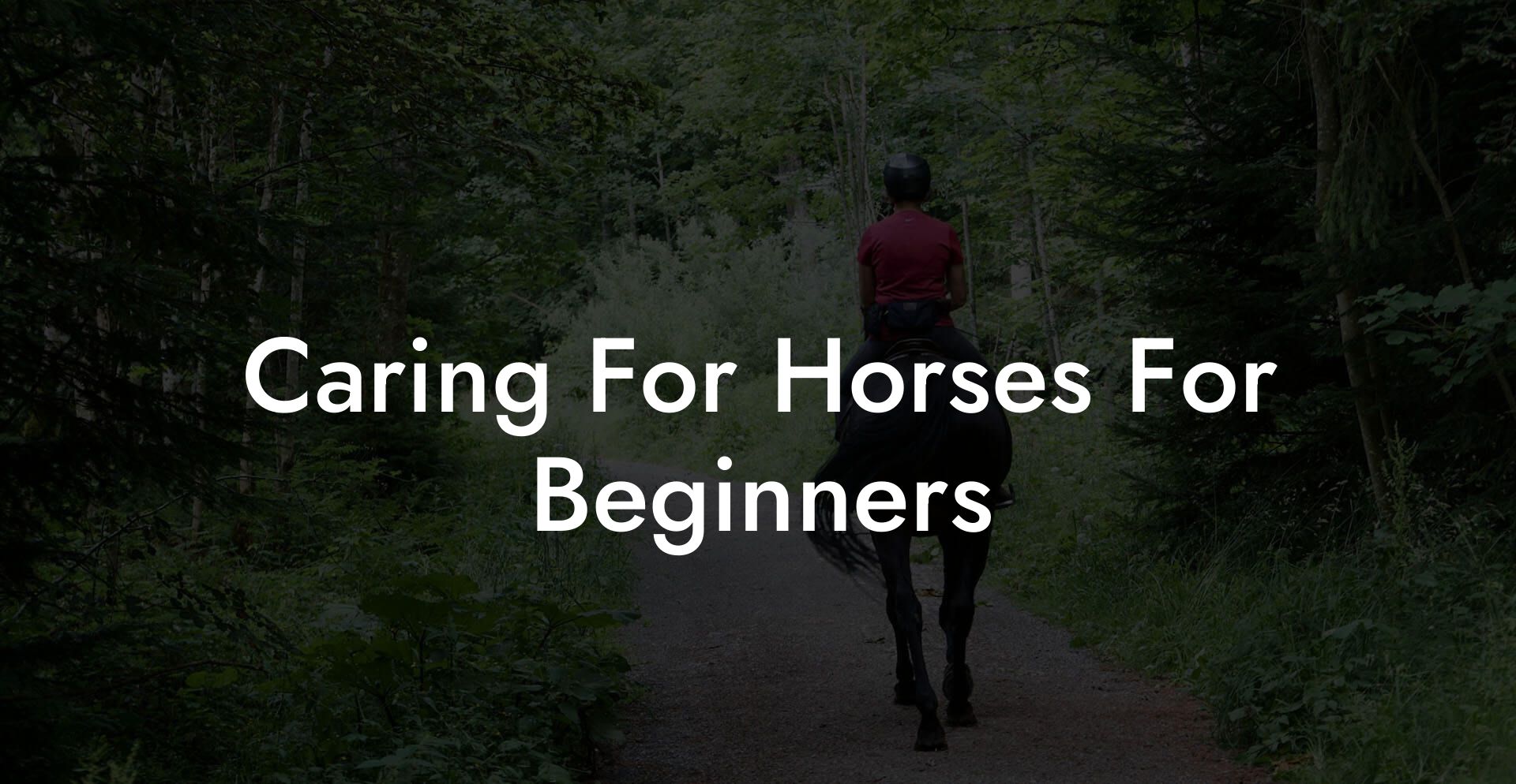 Caring For Horses For Beginners