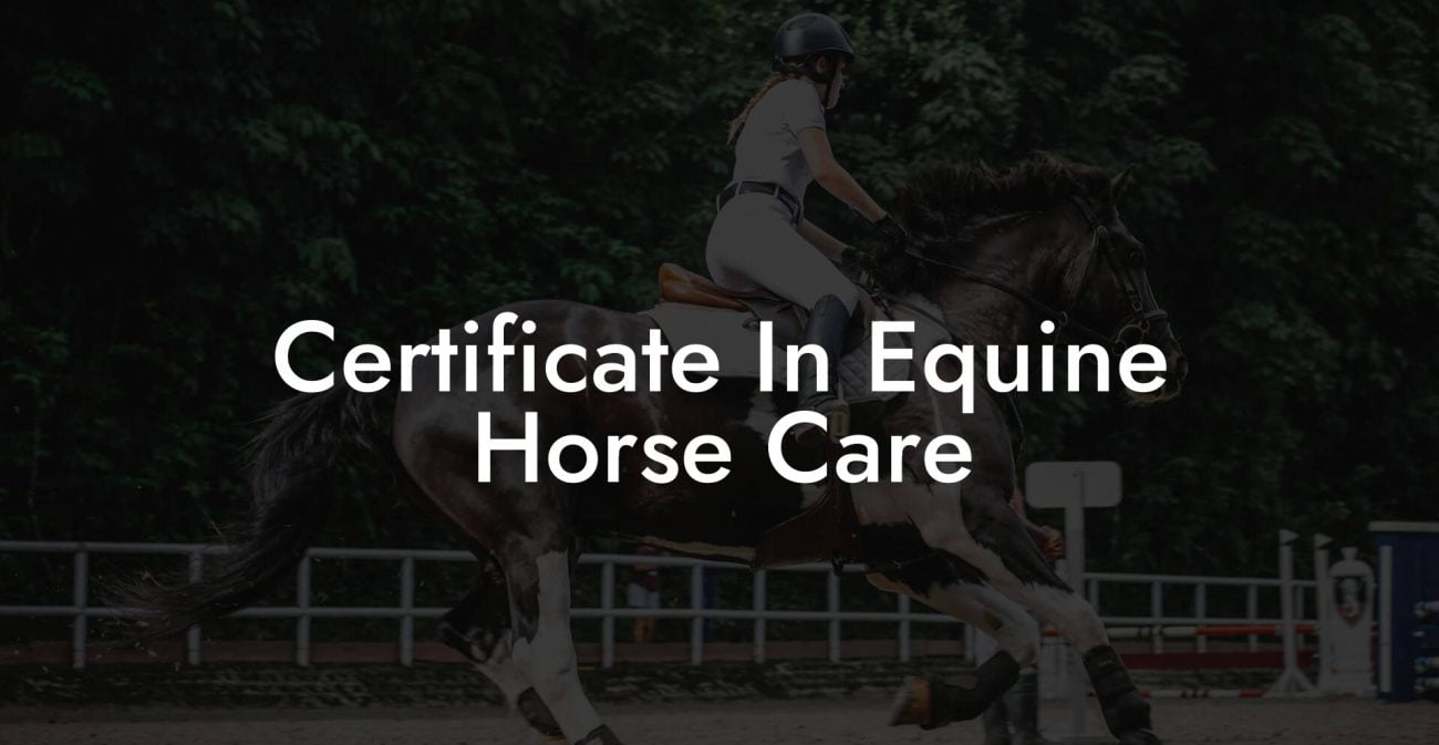 Certificate In Equine Horse Care