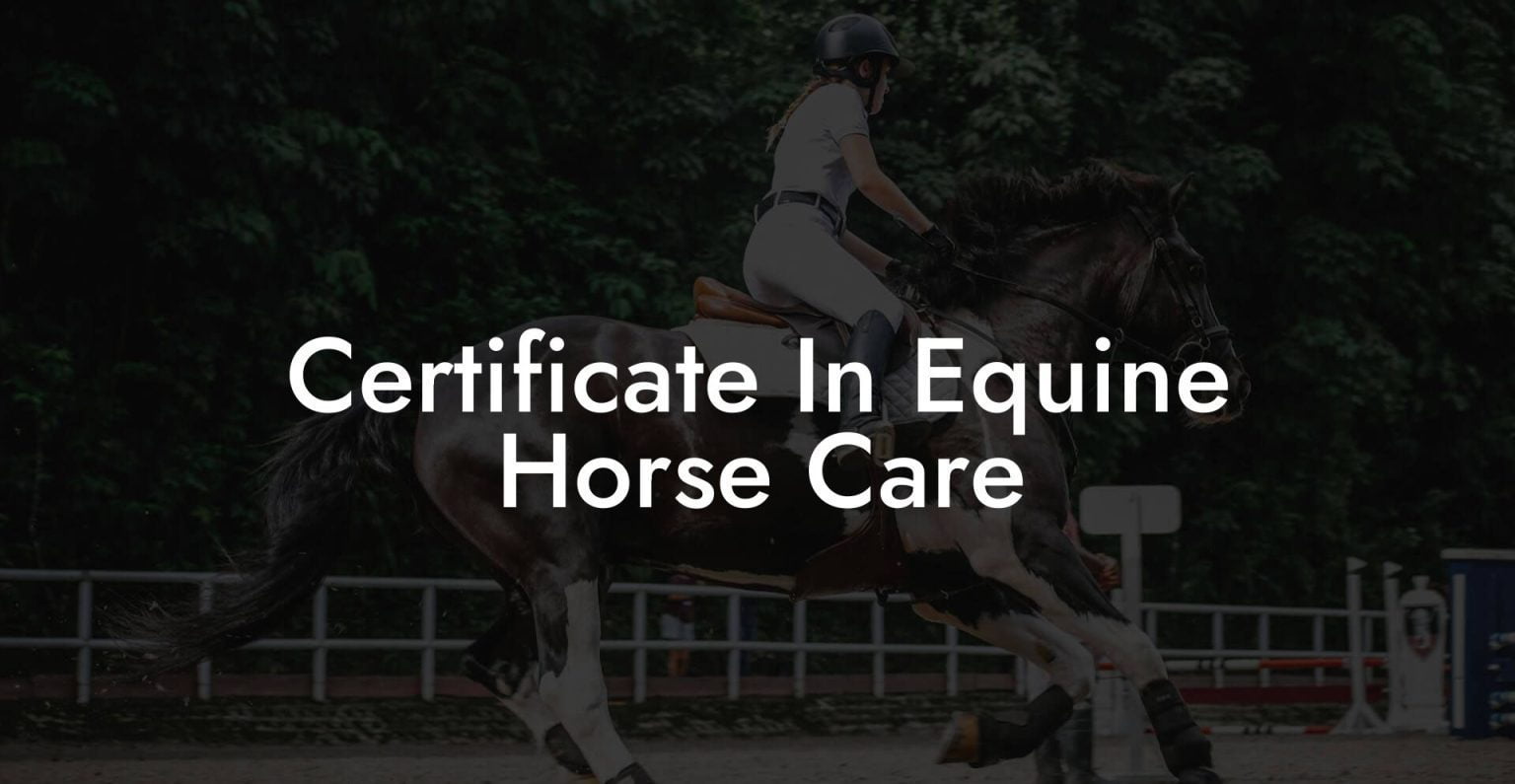 Certificate In Equine Horse Care How To Own a Horse