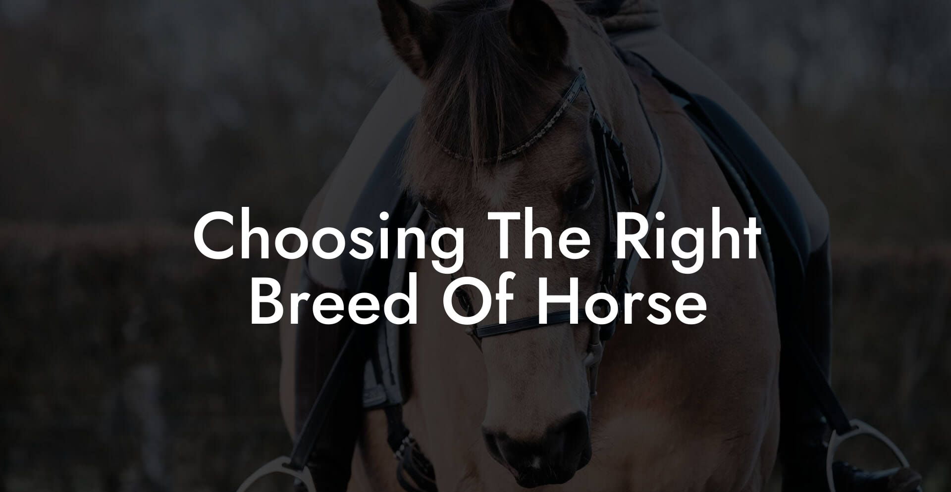 Choosing The Right Breed Of Horse