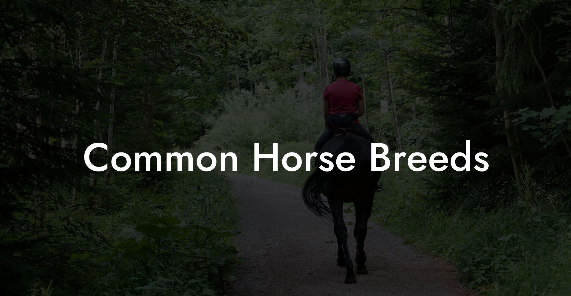 Common Horse Breeds