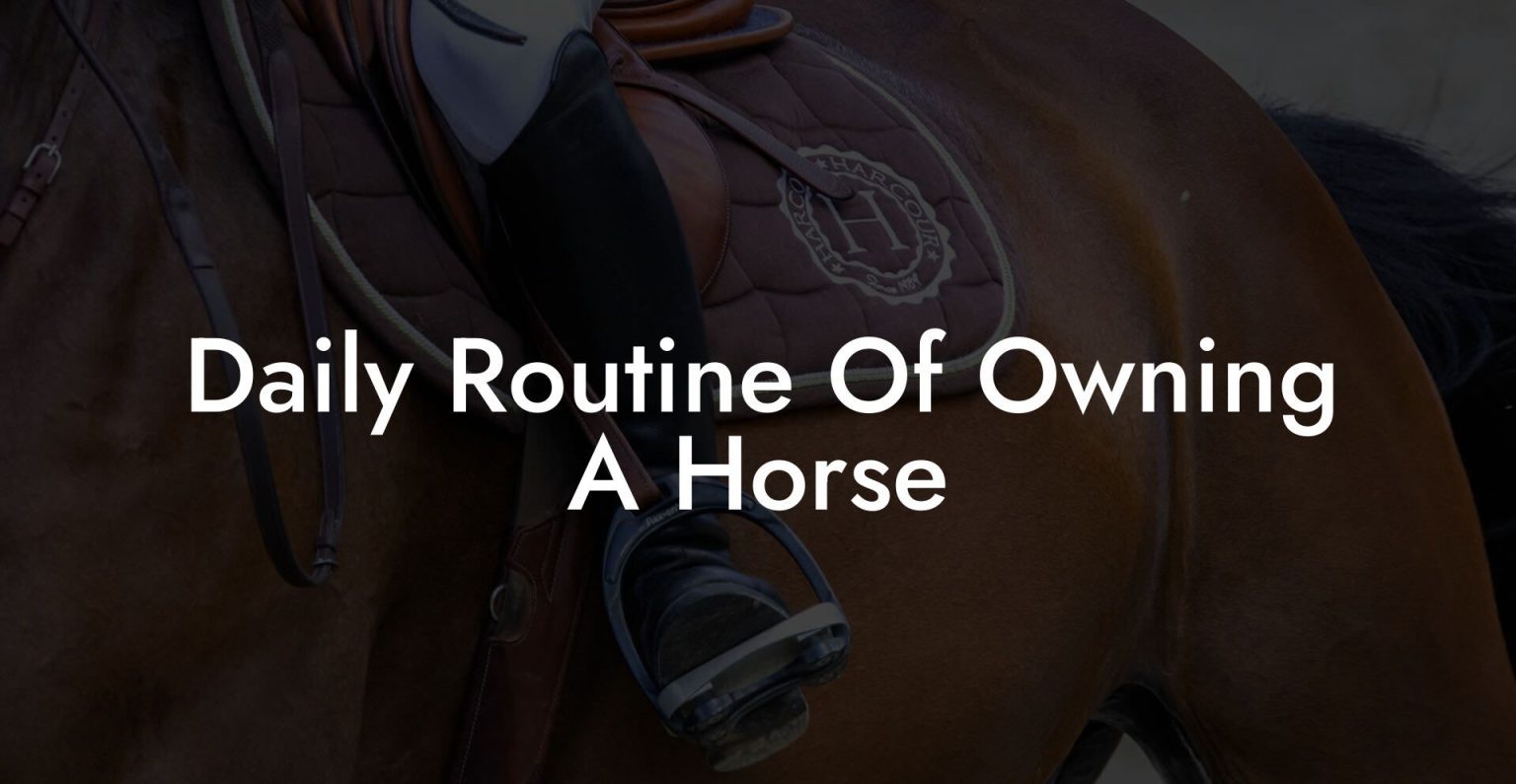 Daily Routine Of Owning A Horse How To Own a Horse
