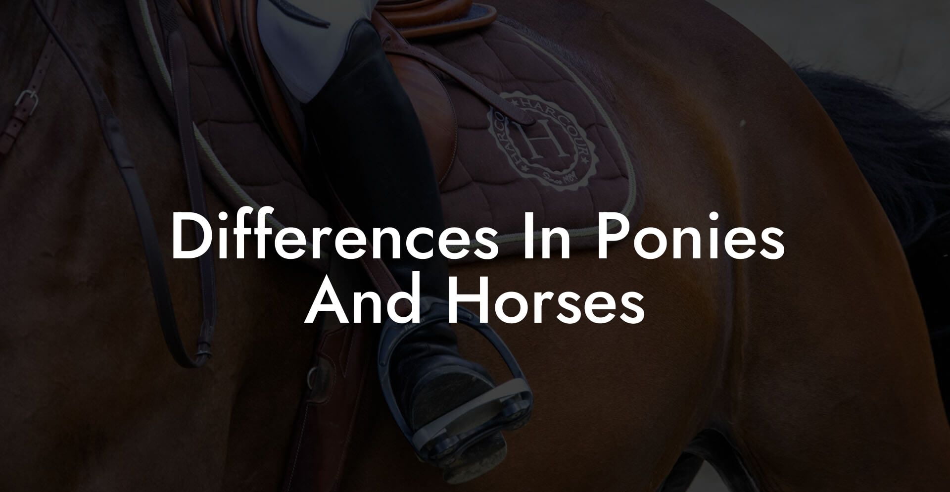 Differences In Ponies And Horses