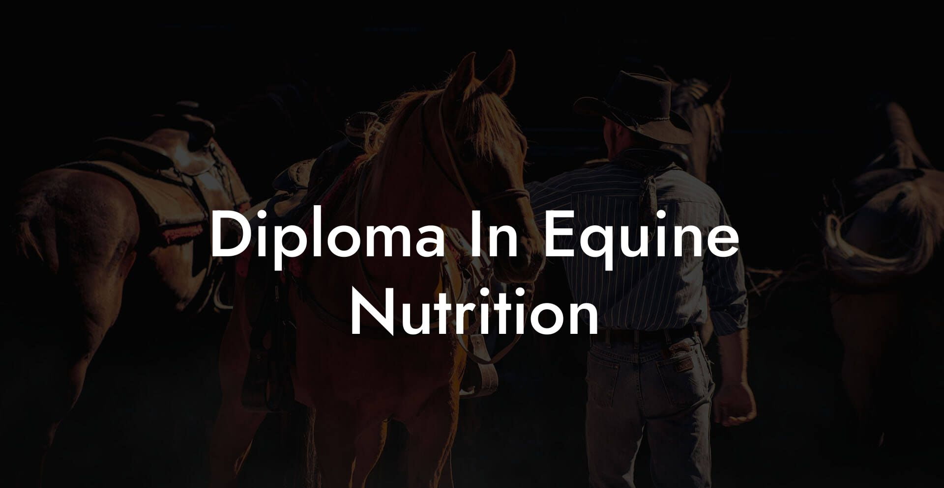 Diploma In Equine Nutrition