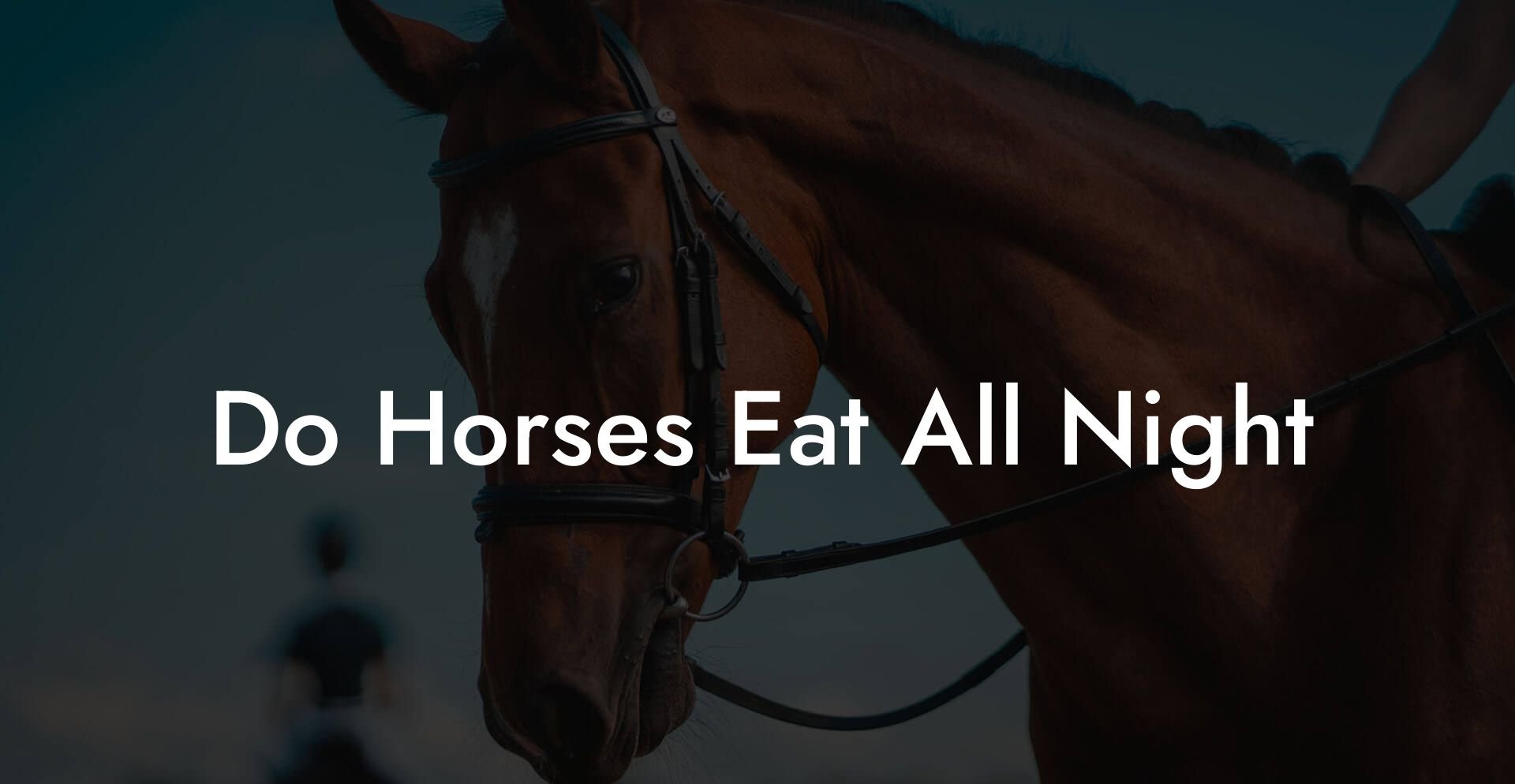 Do Horses Eat All Night