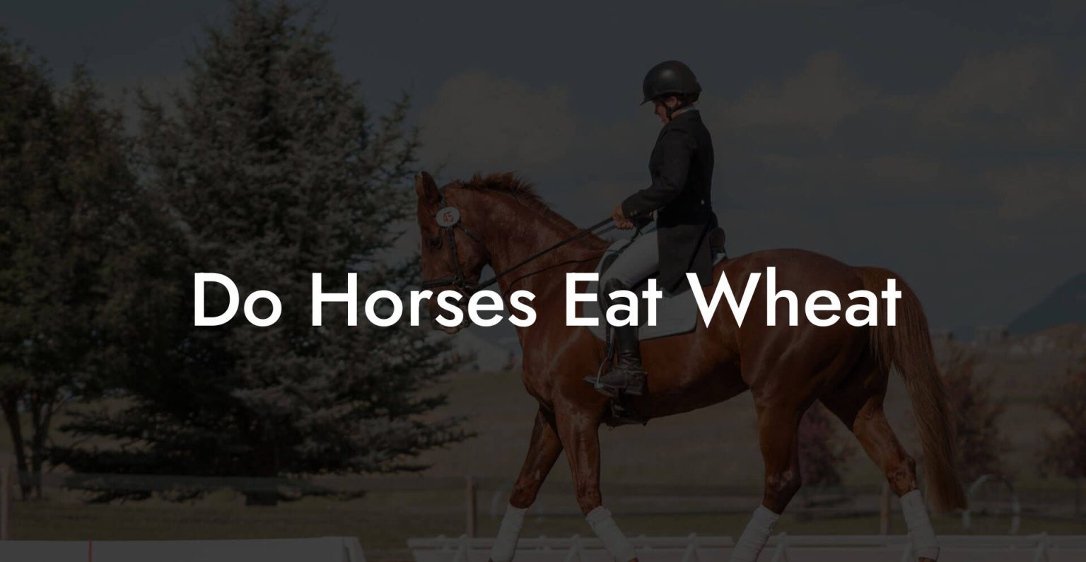 Do Horses Eat Wheat How To Own a Horse
