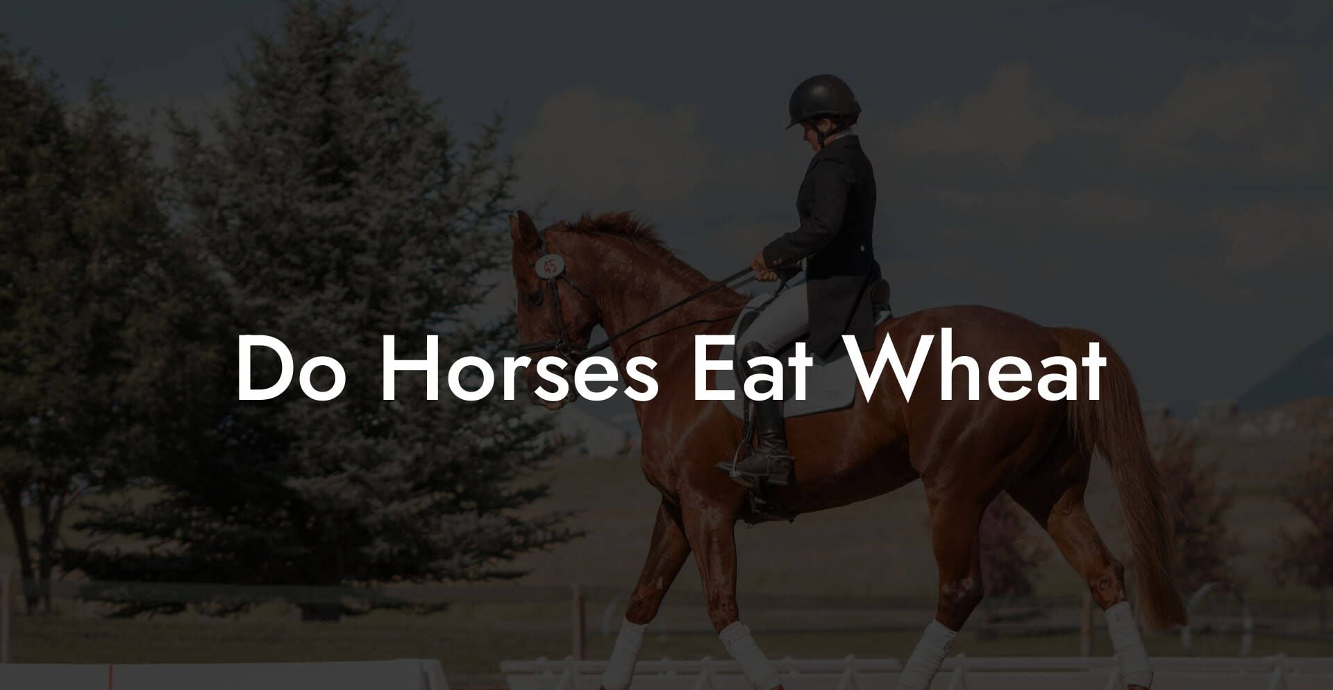 Do Horses Eat Wheat