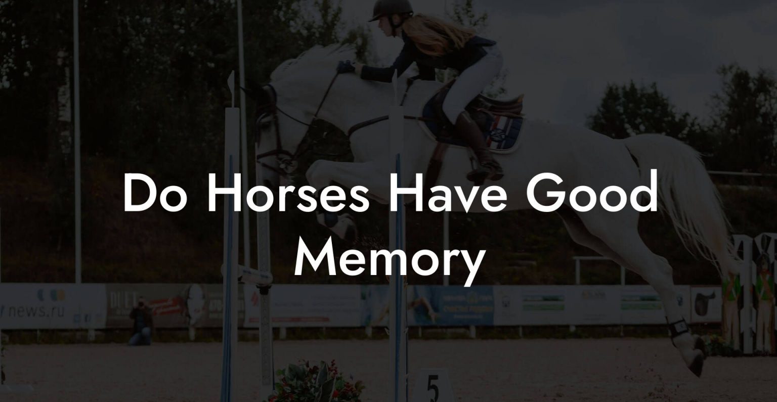 Do Horses Have Good Memory How To Own a Horse