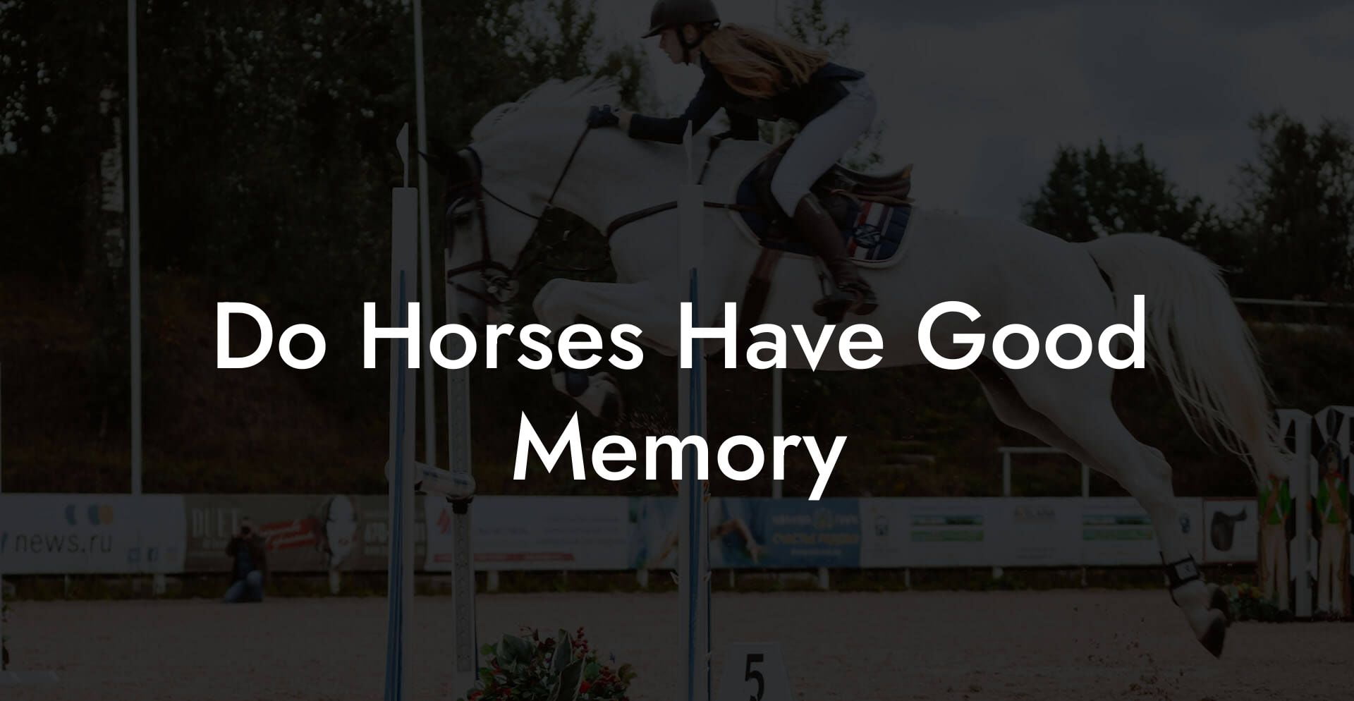 Do Horses Have Good Memory