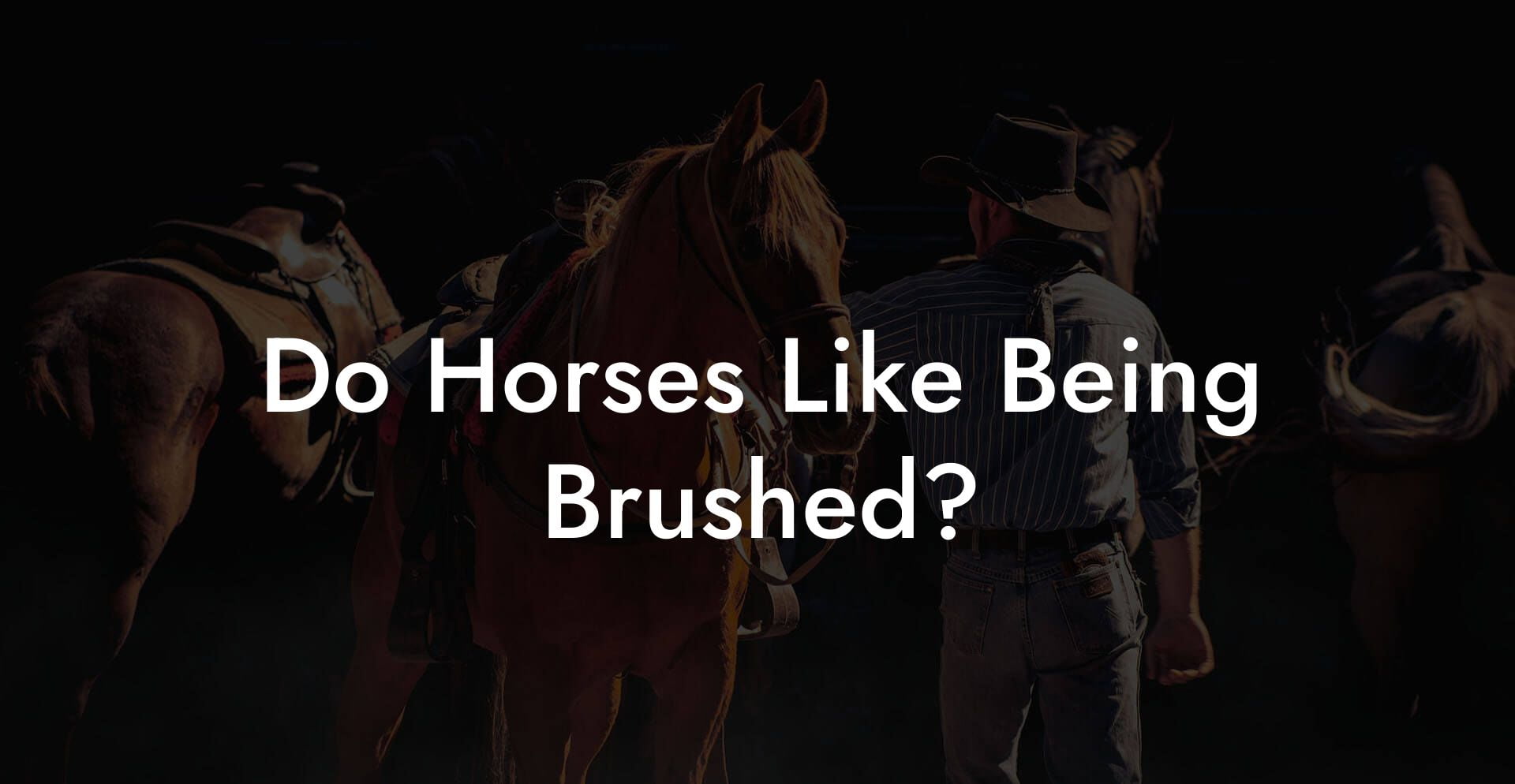 Do Horses Like Being Brushed?