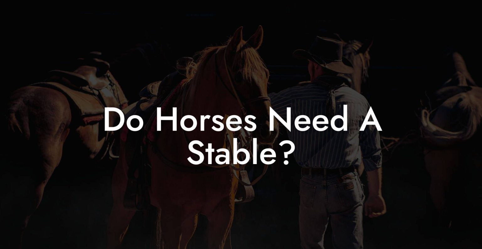 Do Horses Need A Stable? How To Own a Horse