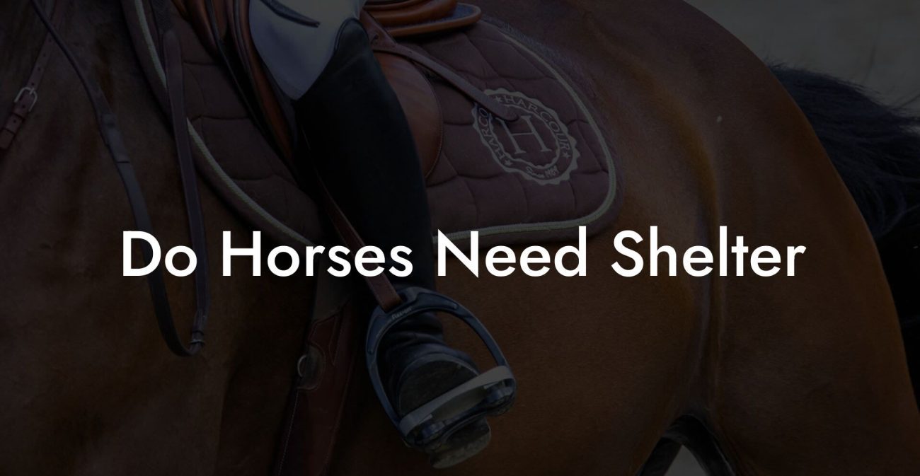 Do Horses Need Shelter