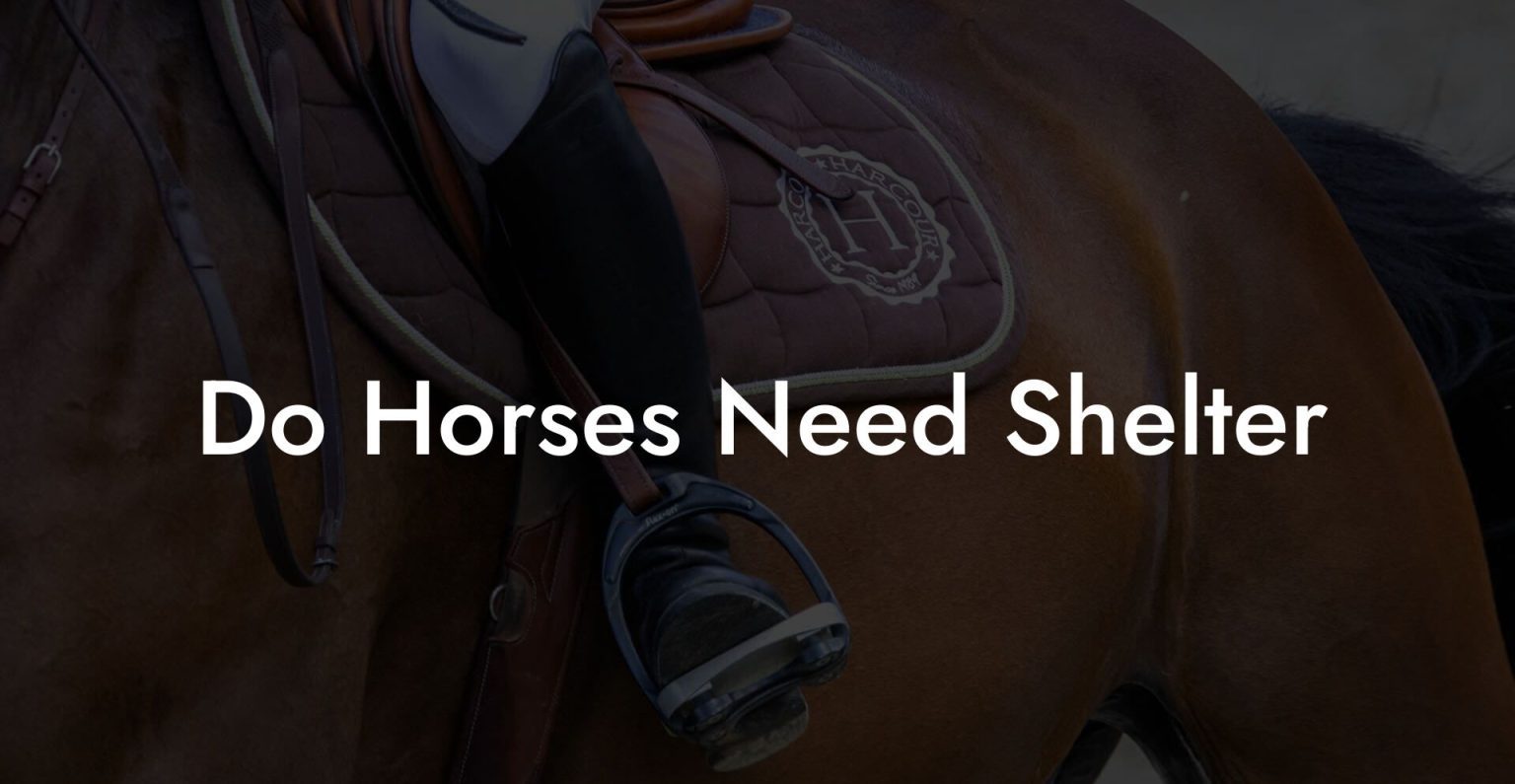 Do Horses Need Shelter? How To Own a Horse