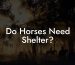 Do Horses Need Shelter?