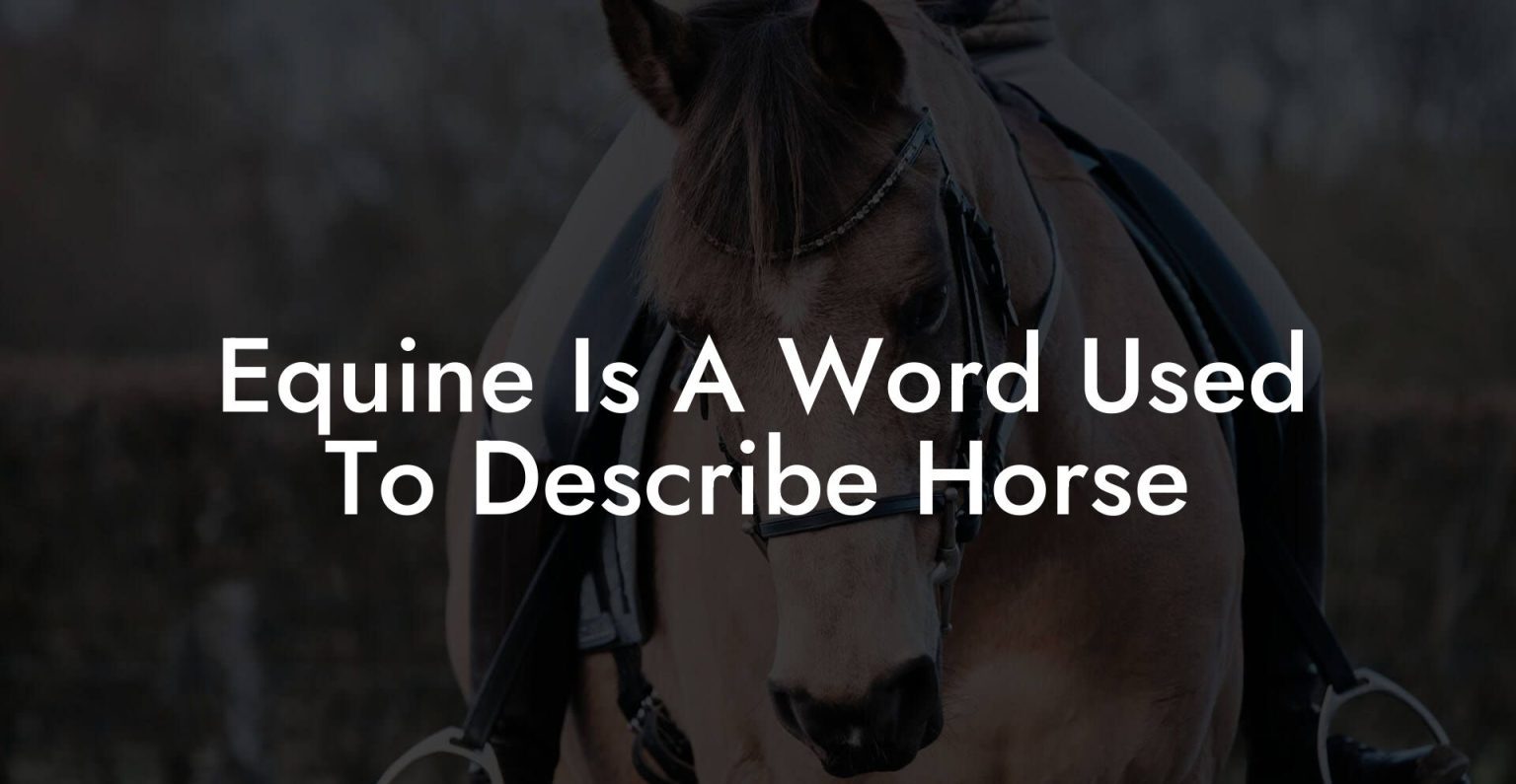 Equine Is A Word Used To Describe Horse How To Own a Horse