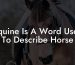 Equine Is A Word Used To Describe Horse