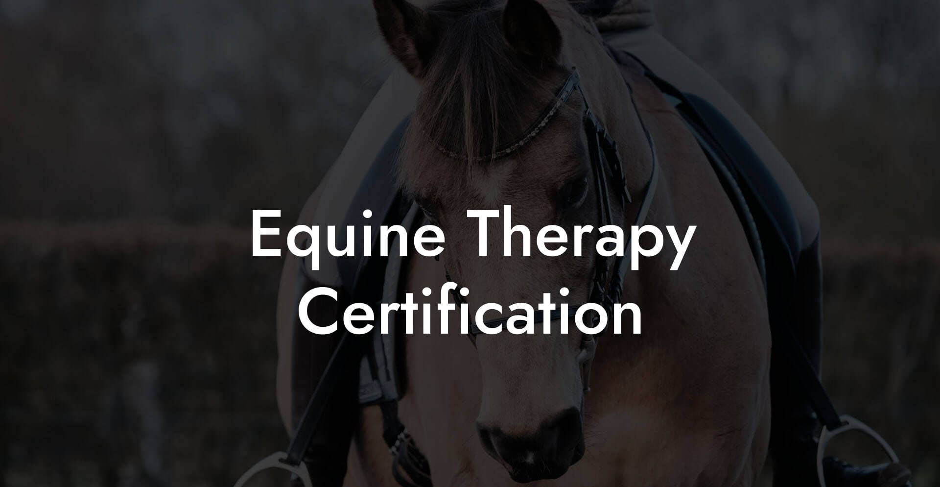 Equine Therapy Certification How To Own a Horse