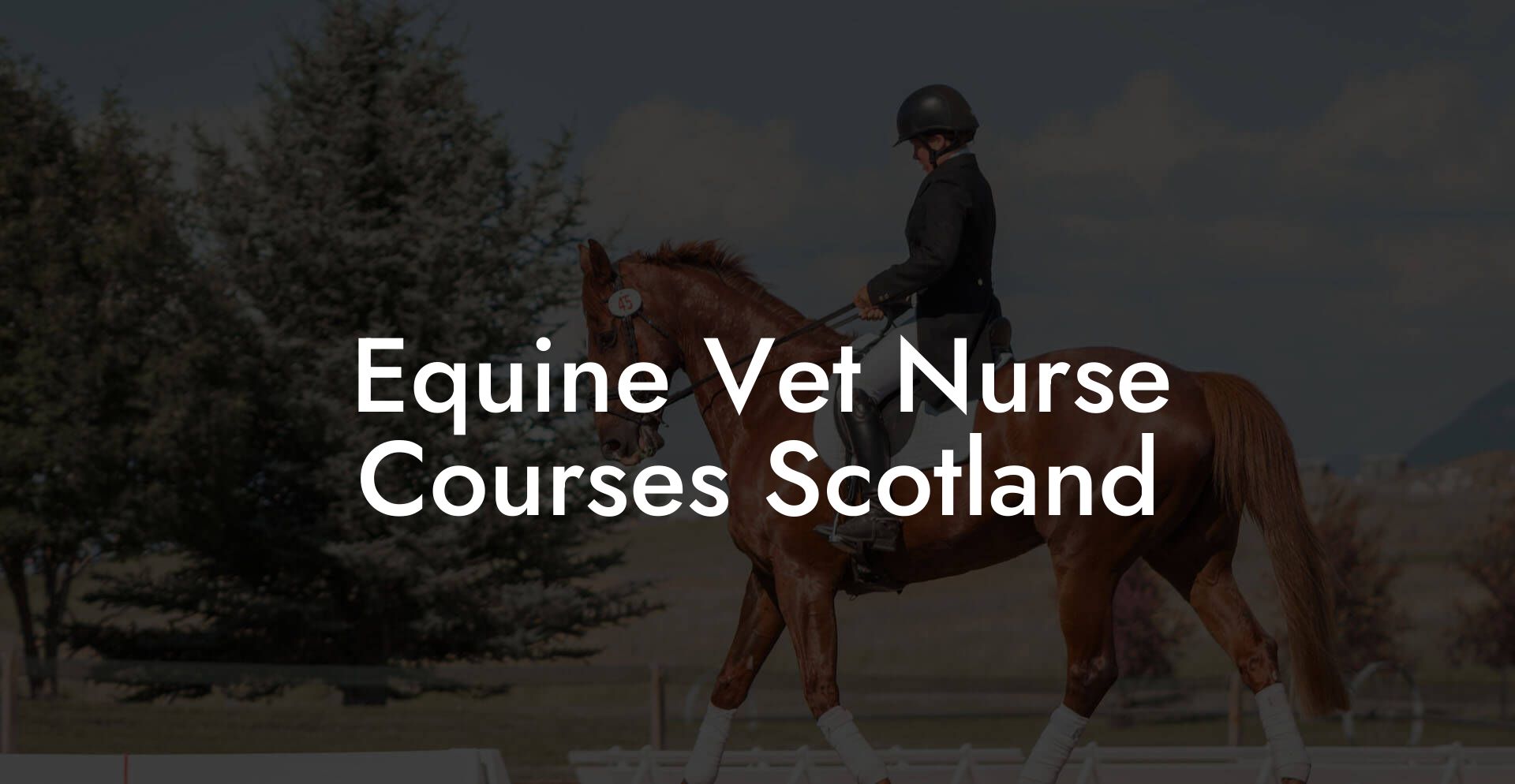 Equine Vet Nurse Courses Scotland