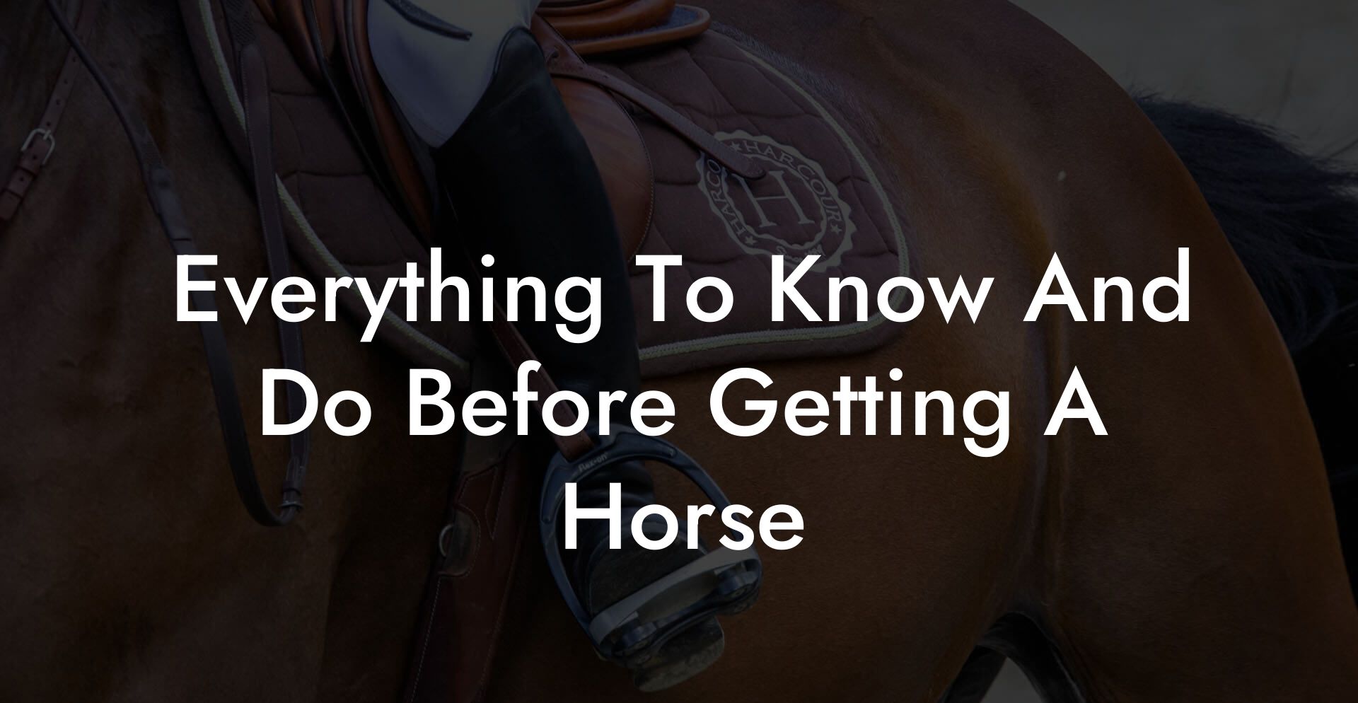 Everything To Know And Do Before Getting A Horse