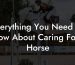 Everything You Need To Know About Caring For A Horse