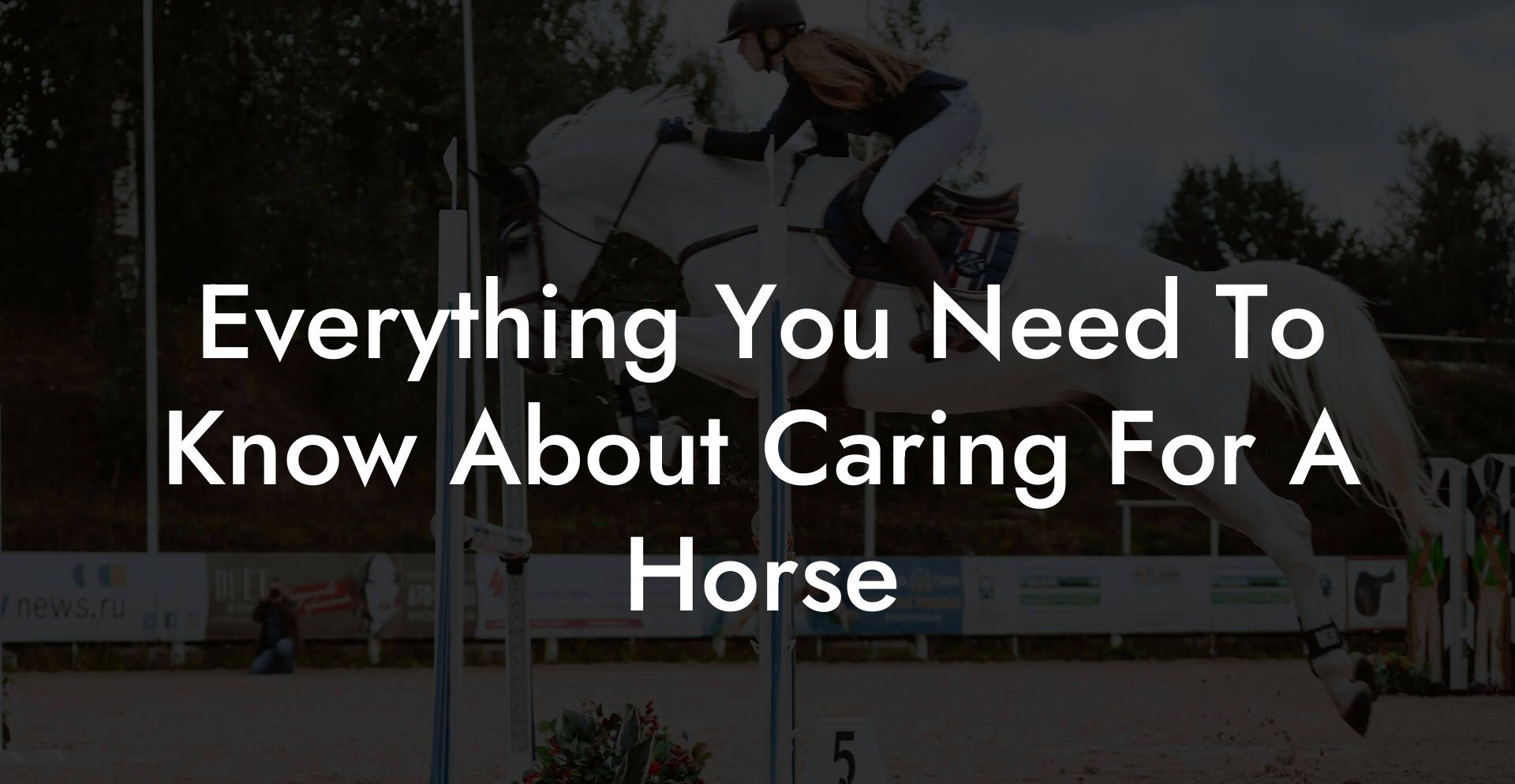 Everything You Need To Know About Caring For A Horse