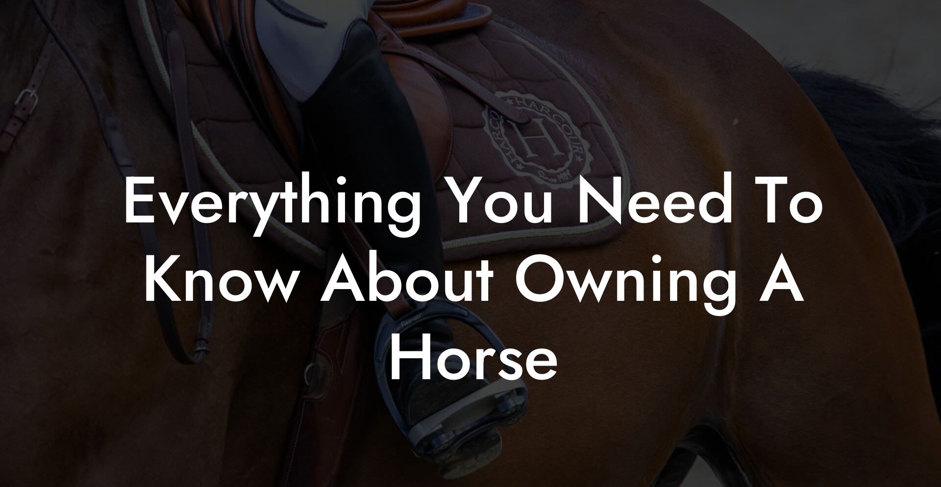 Everything You Need To Know About Owning A Horse